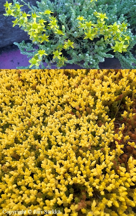 Sedum acre 'Aureum', keltamaksaruoho